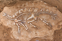 Excavations Of The Dinosaur. The Remains Of The Skeleton Found