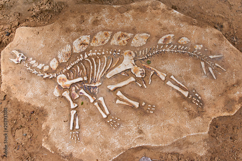 Fotografía Excavations of the dinosaur. The remains of the skeleton found