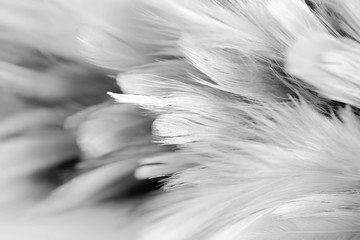 Wall Mural - soft focus White feather texture background