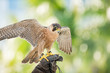 peregrine falcon Perching