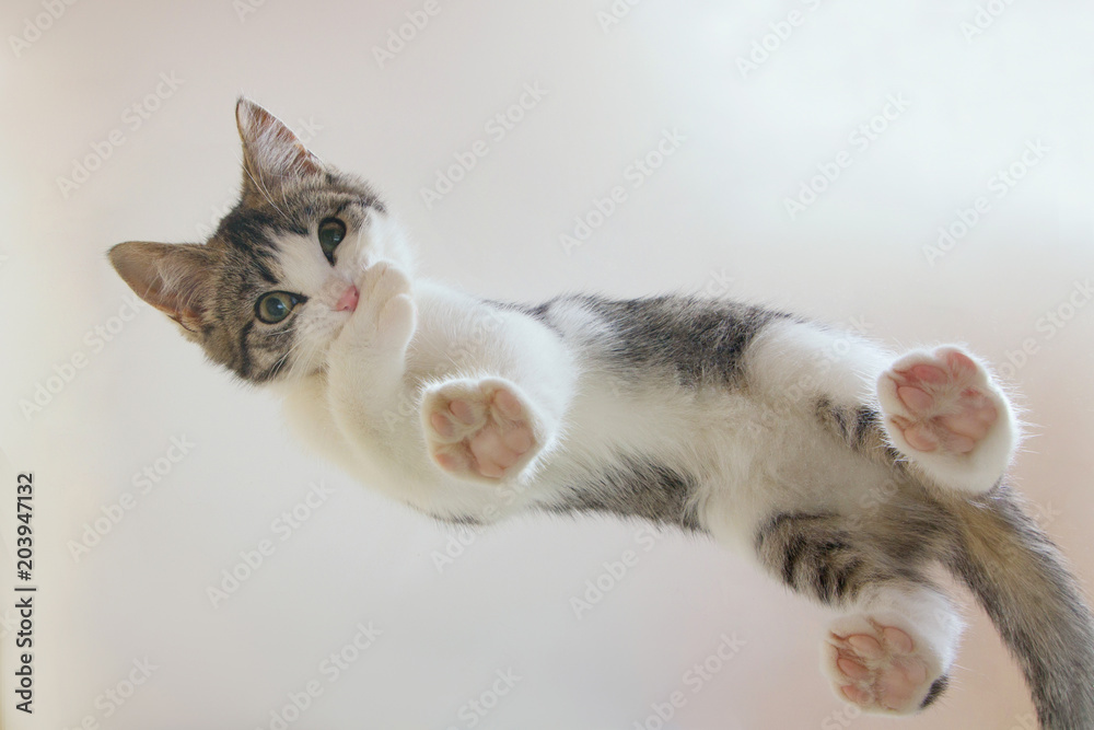 A cute little cat looks down from above, standing with paws on the glass from an unusual angle. washes its paw bites - obrazy, fototapety, plakaty 