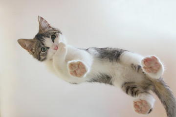 A cute little cat looks down from above, standing with paws on the glass from an unusual angle. washes its paw bites