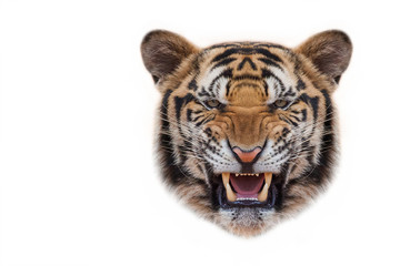 Sticker - Angry tiger,Sumatran tiger (Panthera tigris sumatrae) beautiful animal and his portrait