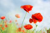 Fototapeta  - three blossoming red poppies close up against blue sky and spring flowering meadow. Nature, spring, summer, blooming flowers concept