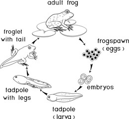 Sticker - Coloring page. Life cycle of frog
