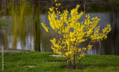 Fotografía Blooming forsythia in early spring, yellow flowers