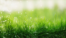  Natural Background Of Juicy Green Grass And Dripping Rain On A Spring Day