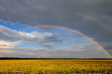 Fototapeta Tęcza - Rainbow.