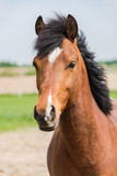 Fototapeta Mapy - Brown horse head shoot portrait profile