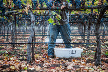 Grape Harvest With Vineyard Worker