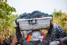 Wine Harvest