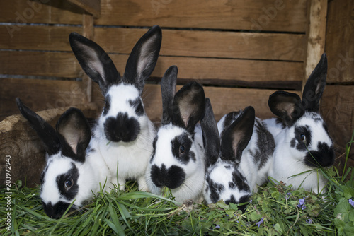Plakat grupa uroczych czarno-białych królików z plamami
