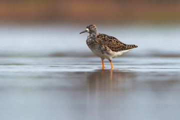 Wall Mural - Ruff (Philomachus pugnax)