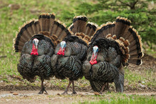 Three  Turkeys (jakes) Strutting