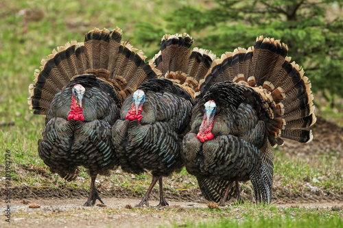 Cuadros en Lienzo Three Turkeys (jakes) Strutting
