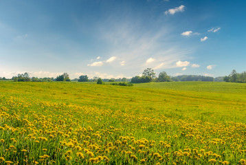 field with dandelions and blue sky