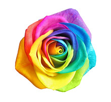 Amazing Rainbow Rose Flower On White Background
