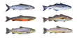 Norway fish set. Whitefish, arctic char, brook brown trout, pollock fish, coalfish, saithe, cod fish isolated on white background