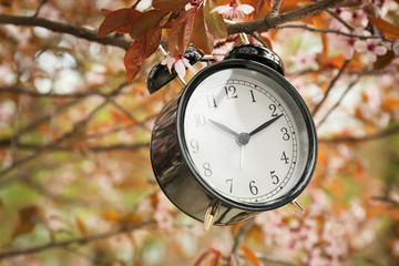 Poster - Alarm clock hanging on blossoming tree branch, outdoors. Time change concept