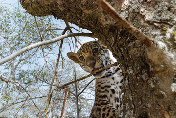 Wall Mural - Jaguar in Nature