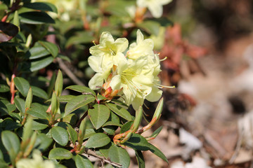 Wall Mural - Branch of Rhododendron cultivar Princess Anne with bright yellow flowers and green leaves