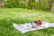© Marina - Picnic in the park. A green meadow with flowers, a plaid and a bottle of wine. Romantic dinner in nature. Free space for text. Spring in the Netherlands