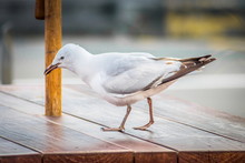 A Close Up Image Of A Seagull On A Picnic Table Searching For Food.