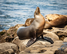 California Seal Lion Portrait On The Coastline And Sunbathing On The Rocks