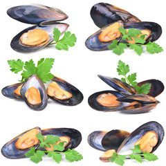 Sticker - Fresh mussel