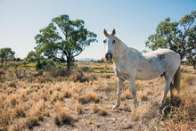 White Speckled Horse Standing In Field.
