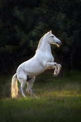 Wall Mural - white horse rearing up at sunset light