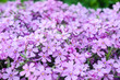Purple creepeing phlox subulata flowers.