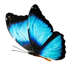 Wall Mural - beautiful wings of a blue butterfly isolated on a white background