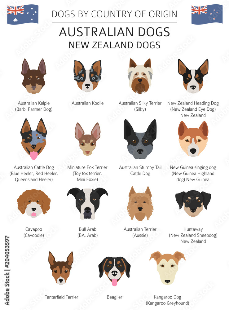 Dogs by country of origin. Australian dog breeds, New Zealand dogs 