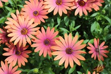 ORANGE AND PINK AFRICAN DAISIES