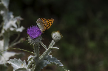 butterfly - orange wings with black spots