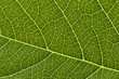 © Marek - Green leaf background