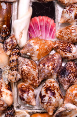 Poster - Background of sea shells