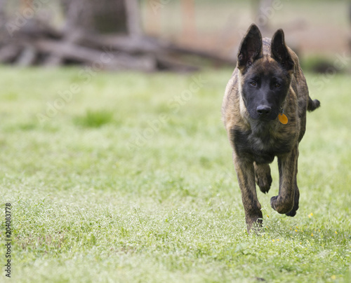 Protection Dog Puppy Dutch Shepherd Young Dog Running With Copy