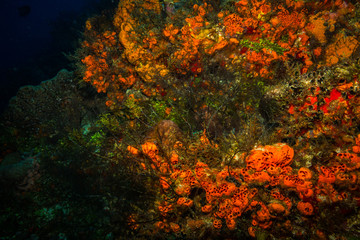 Wall Mural - Coral reef