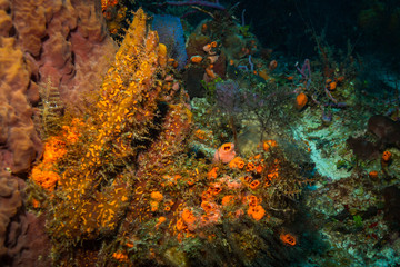 Wall Mural - Coral reef