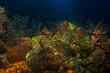 Wall Mural - Coral reef