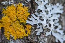 The Image Of Lichen On A Tree Bark