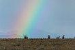 Elk Herd in Front of Rainbow 