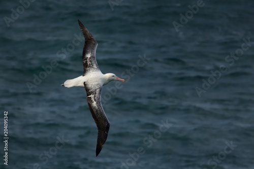 Fotografie, Obraz Diomedea epomophora - Southern Royal Albatross flying above the sea in New Zeala