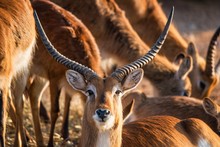 Close-up Of A Male Kafue Lechwe In A Herd Of Them