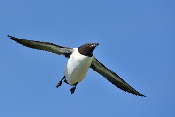 Thick-billed Murre (Uria lomvia) flying