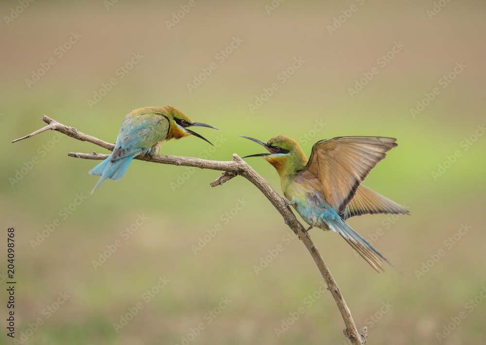 Blue-tailed bee-eater in wrangle action