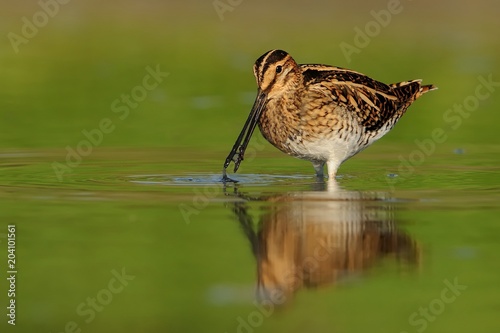 Fotomural Common Snipe - Gallinago gallinago wader feeding in the green water, lake