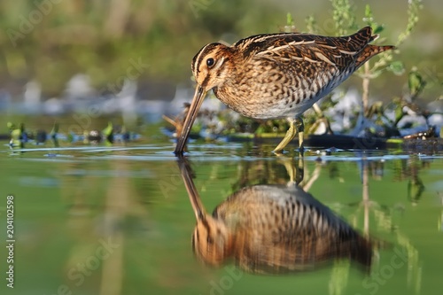 Fotografía Common Snipe - Gallinago gallinago wader feeding in the green water, lake